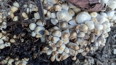 Coprinellus