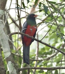 Trogon massena