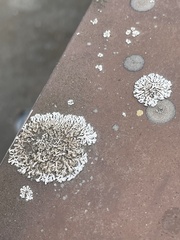 Physcia caesia