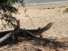 Varanus panoptes panoptes