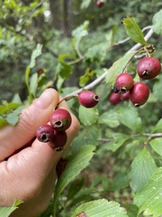 Crataegus punctata