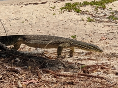 Varanus panoptes panoptes