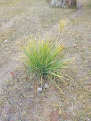 Iris lactea biglumis