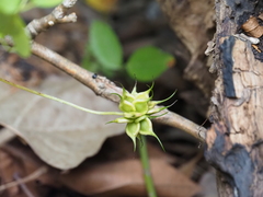 Clematis pitcheri