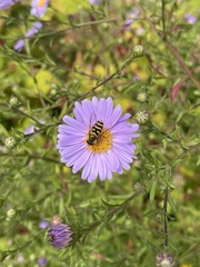 Syrphus opinator