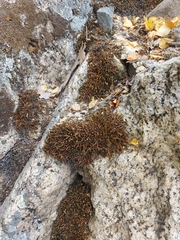 Selaginella rupestris