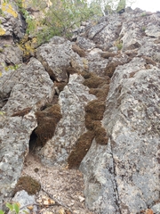 Selaginella rupestris