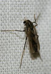 Chironomidae