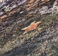 Dermasterias imbricata