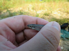 Notropis telescopus