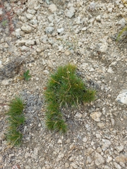 Eremogone capillaris