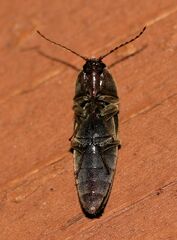Elateridae