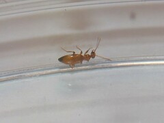 Ischyropalpus subtilissimus