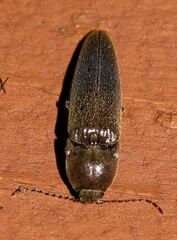 Elateridae