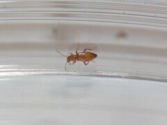 Ischyropalpus subtilissimus