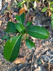 Ilex decidua