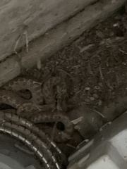 Hypsiglena chlorophaea