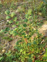 Apocynum androsaemifolium