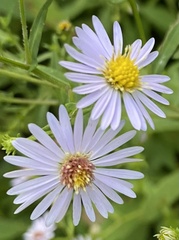 Symphyotrichum prenanthoides