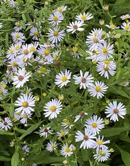Symphyotrichum prenanthoides