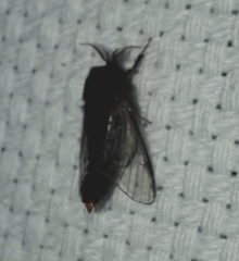 Thyridopteryx ephemeraeformis