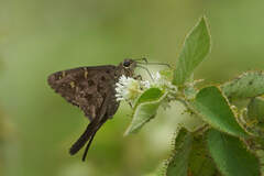 Thorybes dorantes dorantes