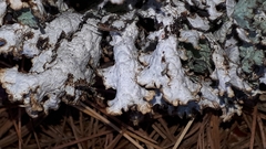 Platismatia tuckermanii