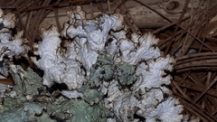 Platismatia tuckermanii