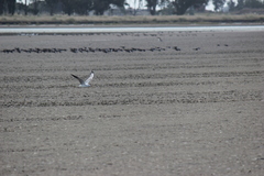 Chroicocephalus maculipennis