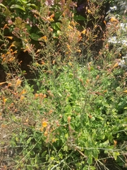 Agastache aurantiaca