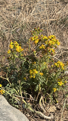 Senecio vernalis