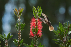 Saucerottia cyanocephala