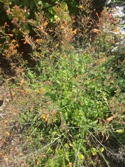 Agastache aurantiaca