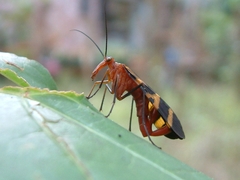 Panorpa nuptialis