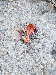 Lygaeus kalmii