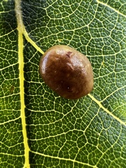 Xanthoteras eburneum