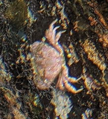 Glebocarcinus oregonensis