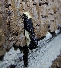 Monopis longella