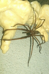 Eratigena