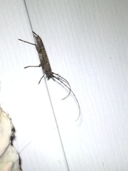 Cerambycoidea