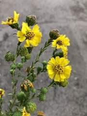 Deinandra floribunda