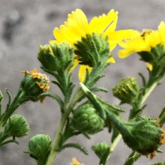 Deinandra floribunda