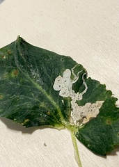 Liriomyza fricki