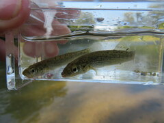 Fundulus catenatus