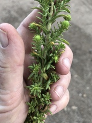 Deinandra floribunda