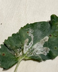 Liriomyza fricki
