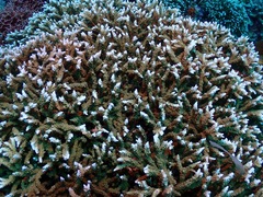 Montipora carinata