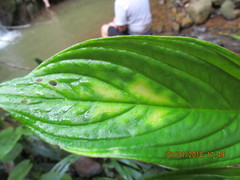 Columnea consanguinea
