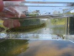 Fundulus catenatus