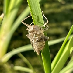 Pantala